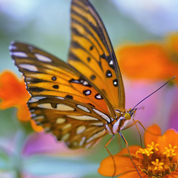 Butterfly Art Print featuring the photograph Morning Butterfly by Joel Olives