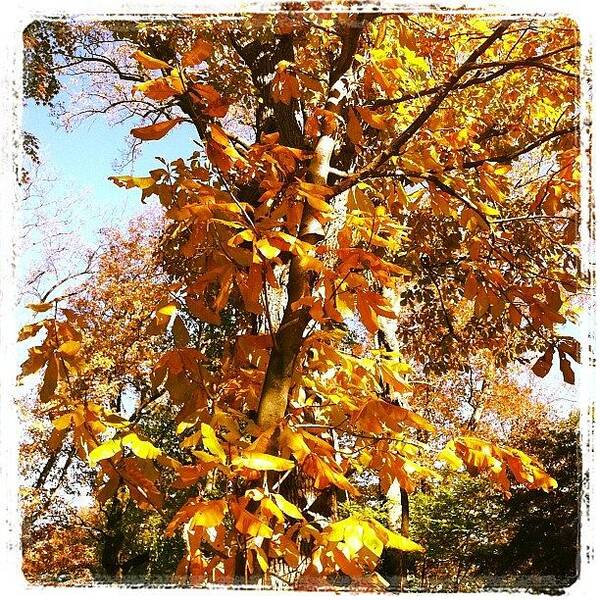 Fall Art Print featuring the photograph Morris Arboretum by Michelle White