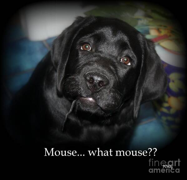 Dog Art Print featuring the photograph Mouse---What Mouse by Patrick Witz