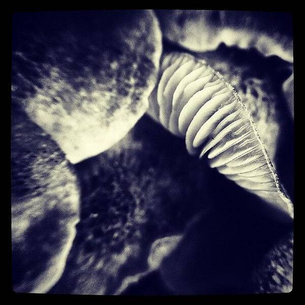 Blackandwhite Art Print featuring the photograph Mushroom Smile by Dave Edens