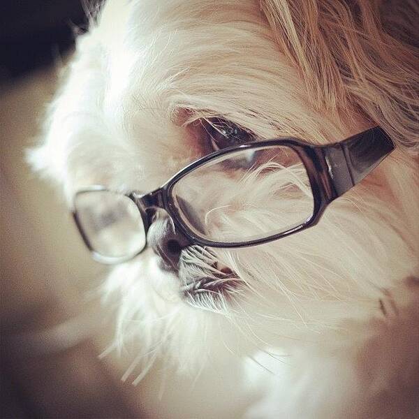 Shih Tzu Art Print featuring the photograph My reading glasses by Carol Sung