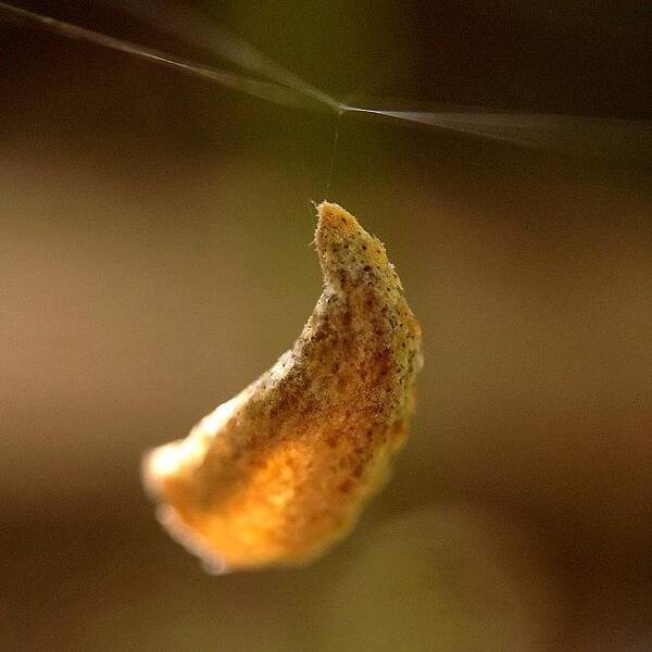 Leaf Art Print featuring the photograph #nature #leaf #light #macro #moment by Sooonism Heng