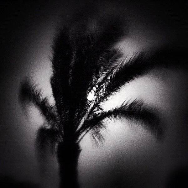 Monochrome Art Print featuring the photograph #night #palm #moonlight #bw by Stan Chashchnikov