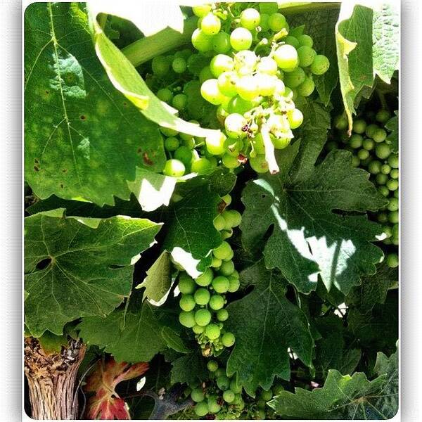 Gf_usa_california Art Print featuring the photograph #nofilter Only #squaready #napa by Debi Tenney