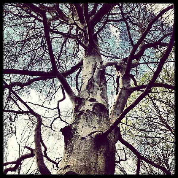 Treetrunk Art Print featuring the photograph #old #spooky #tree #trees #wood #woods by Miss Wilkinson