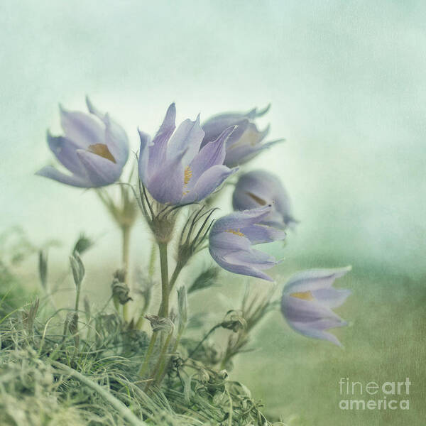 Recreation Site Art Print featuring the photograph On The Crocus Bluff by Priska Wettstein