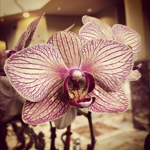Plant Art Print featuring the photograph #orchid #flower #flowers by Jake Work