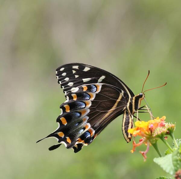 Butterfly Art Print featuring the photograph Palamedes Swallowtail by April Wietrecki Green