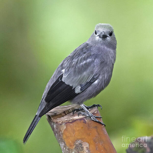 Animal Art Print featuring the photograph Palm Tanager by Jean-Luc Baron