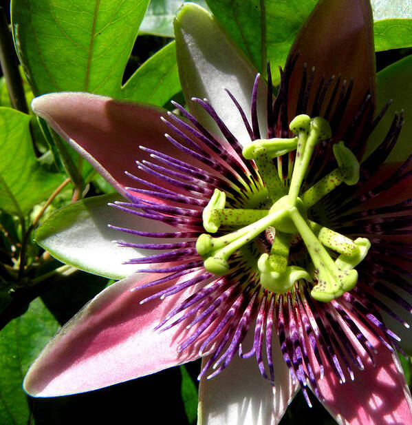 Passion Flower Art Print featuring the photograph Passionate Peeks by Kim Galluzzo