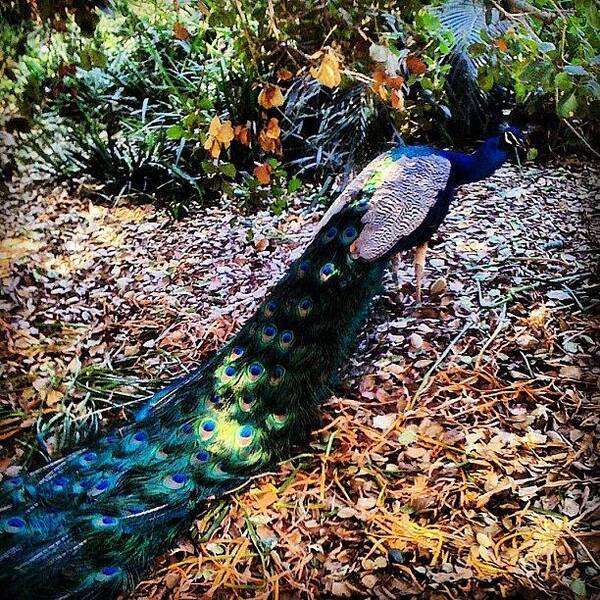 Peacock Art Print featuring the photograph Peacock by Nick Valenzuela