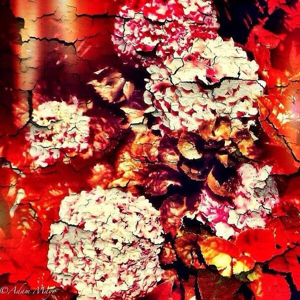 Mobilephotography Art Print featuring the photograph Peeling Hydrangeas - Ravine Gardens by Photography By Boopero