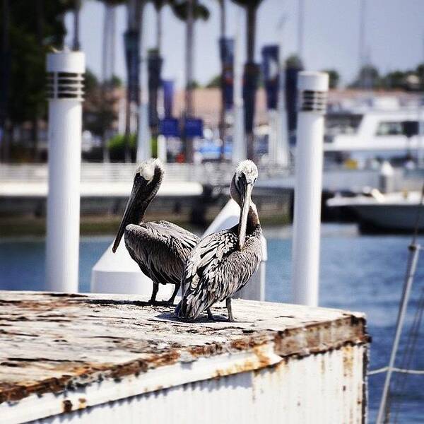 Blue Art Print featuring the photograph Pelican Pair by S Michelle Reese