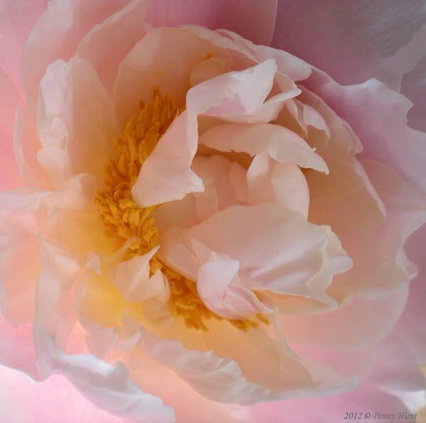 Peony Art Print featuring the photograph Peony Pink by Penny Hunt