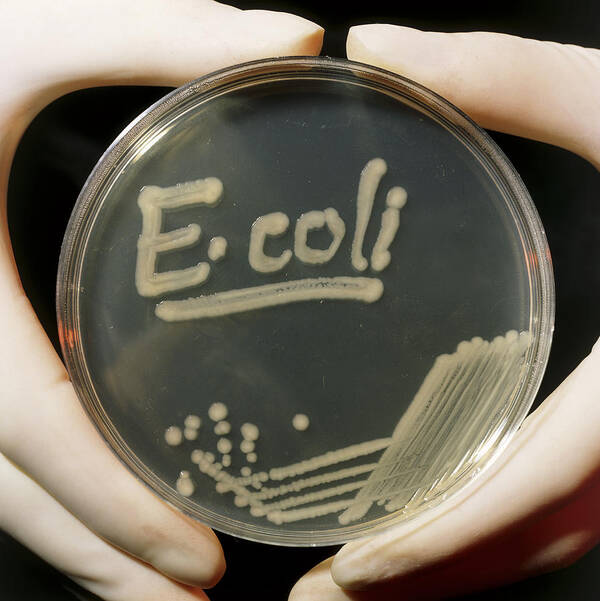 Gram Negative Bacteria Art Print featuring the photograph Petri Dish Culture Of E.coli Bacteria by Dr Jeremy Burgess