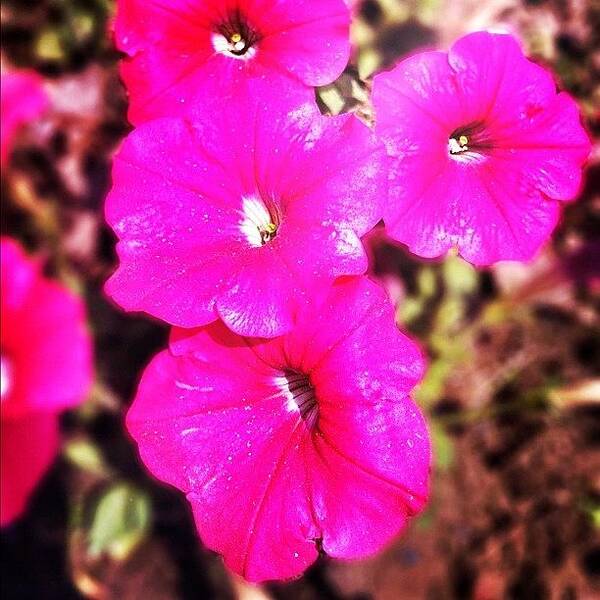Spring Art Print featuring the photograph Petunia #snapseed by Jason Fang
