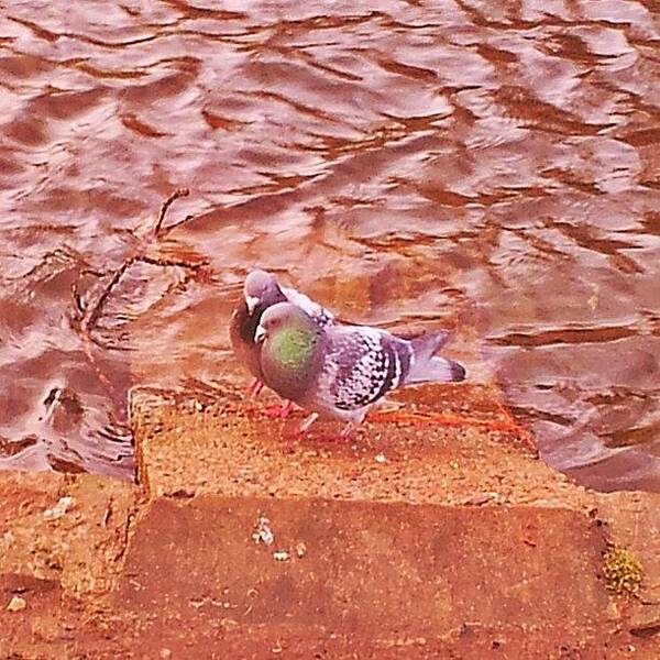 Natureza Art Print featuring the photograph #pigeons #nature #natureza #birds by Sara Savoini