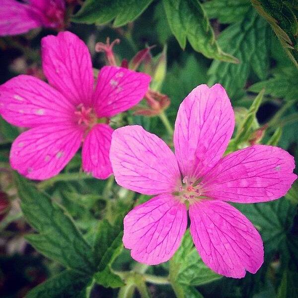 Pink Art Print featuring the photograph Pink Flowers by Rachel Williams