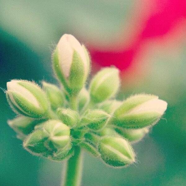 Pink Art Print featuring the photograph #plant #life #owlcity #song #pink by Manon Duhaime