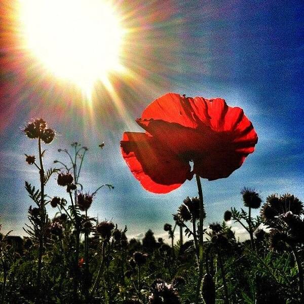 Summer Art Print featuring the photograph Poppy Art Again by Urs Steiner