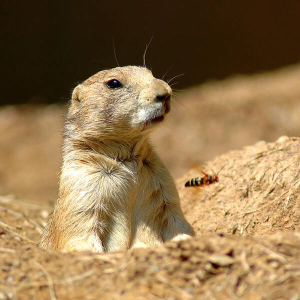 Usa Art Print featuring the photograph Prarie Dog Bee Alert by LeeAnn McLaneGoetz McLaneGoetzStudioLLCcom