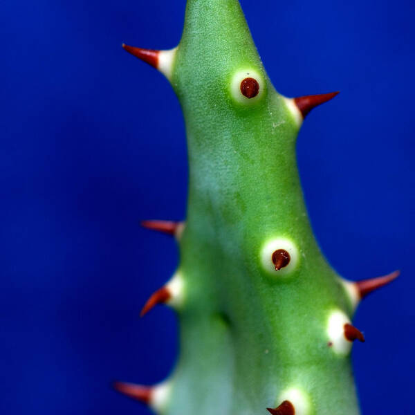 Thorns Art Print featuring the photograph Prickles by Laura Melis