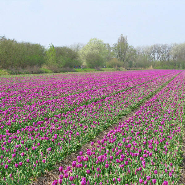 Purple Art Print featuring the photograph Purple Carpet. Square Format. by Ausra Huntington nee Paulauskaite