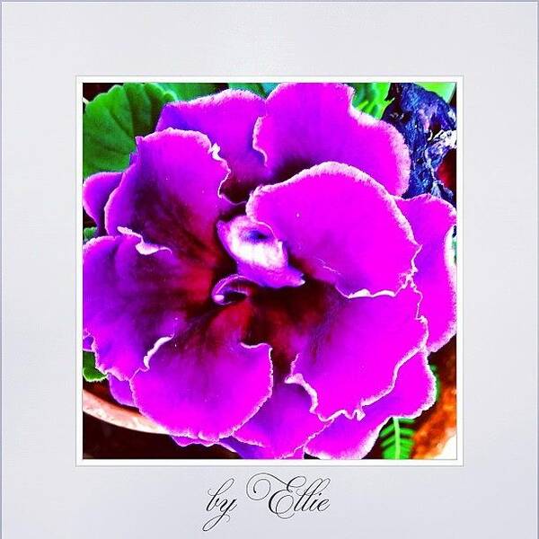 Mobilephotography Art Print featuring the photograph Purple by Ellie Doong