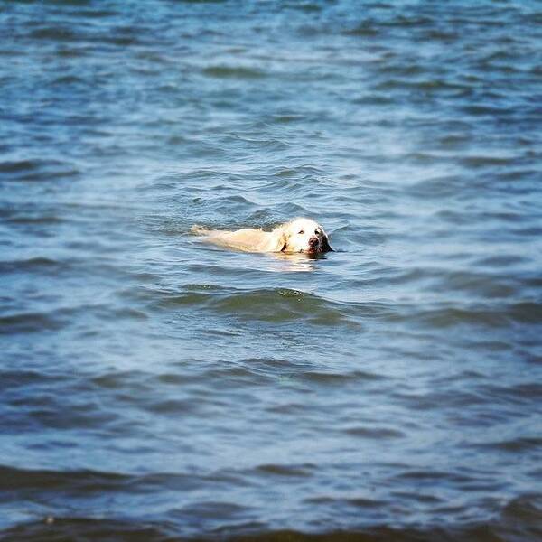 Swim Art Print featuring the photograph Quick Cool Down. #puppy #golden by Jenna Luehrsen