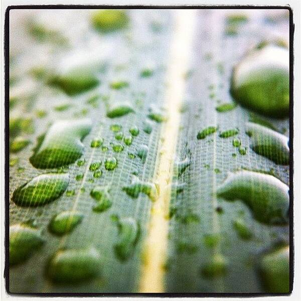 Instabomber Art Print featuring the photograph Raindrops On A #bamboo Leaf. #pnw by Kevin Smith
