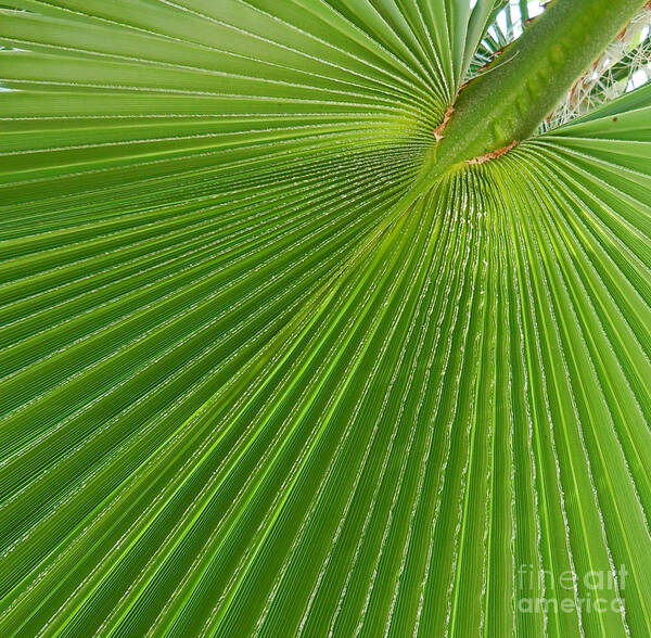 Palms Art Print featuring the photograph Reaching Out by Joy Tudor