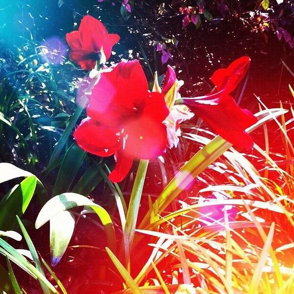 Beautiful Art Print featuring the photograph #red #beautiful #flower #sunshine by Jason Fang