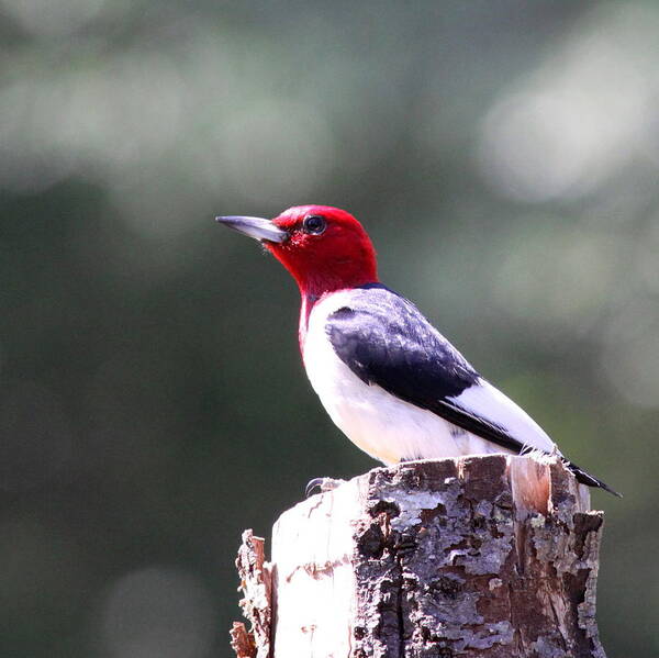 Red-headed Woodpecker Art Print featuring the photograph Red-headed Woodpecker - Statue by Travis Truelove