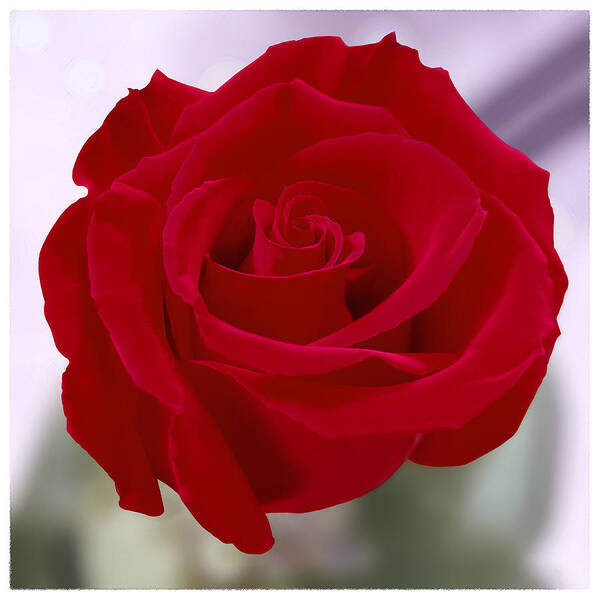 Red Rose Art Print featuring the photograph Red Rose by Mike McGlothlen