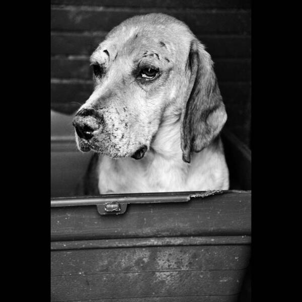Beagle Art Print featuring the photograph Rescued 5 by Laura Melis