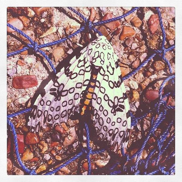  Art Print featuring the photograph Rescued The Coolest Moth From The Pool by Kristopher Navarro