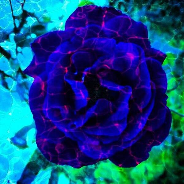 Blue Art Print featuring the photograph Rose With Filter Edit by Selina P