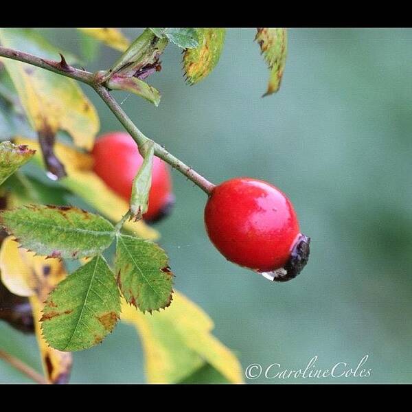 Autumnleaves Art Print featuring the photograph Rosehip Droplet #hedgerows #dew by Caroline Coles