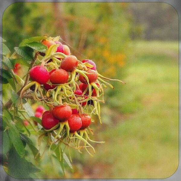 Wildfood Art Print featuring the photograph rosehips In The park by Linandara Linandara