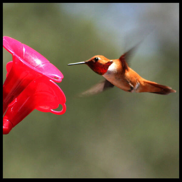 Hummingbirds Art Print featuring the photograph Ruby throated Hummingbird by Marta Alfred