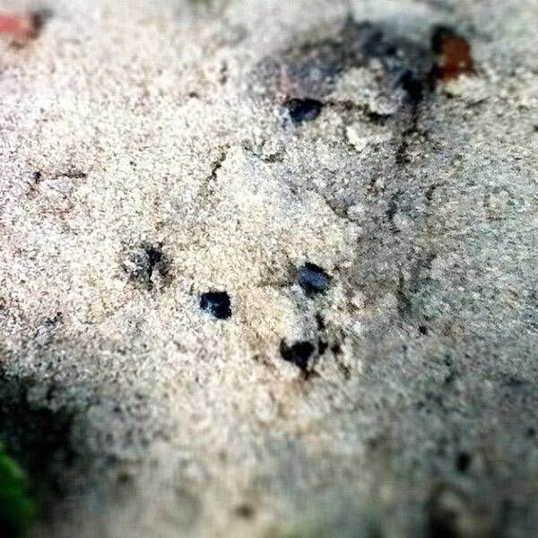 Beautiful Art Print featuring the photograph #sand #beach #bear #pattern #pretty by Pictures 🌺 Photos 📷