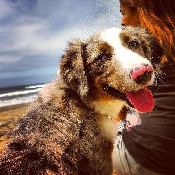 Petstagram Art Print featuring the photograph Scoping Out The Waves With Molly by David Leandro