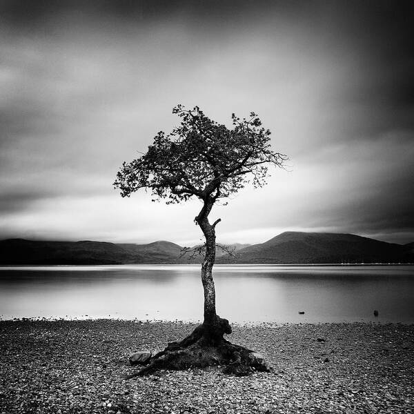 Scotland Art Print featuring the photograph Scotland Milarrochy Tree by Nina Papiorek