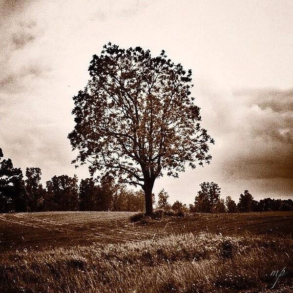 Building Art Print featuring the photograph Sepia Tree by Maury Page