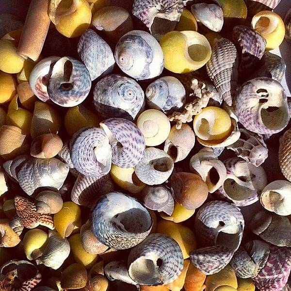 Shells Art Print featuring the photograph Shells from Brittany by Nic Squirrell