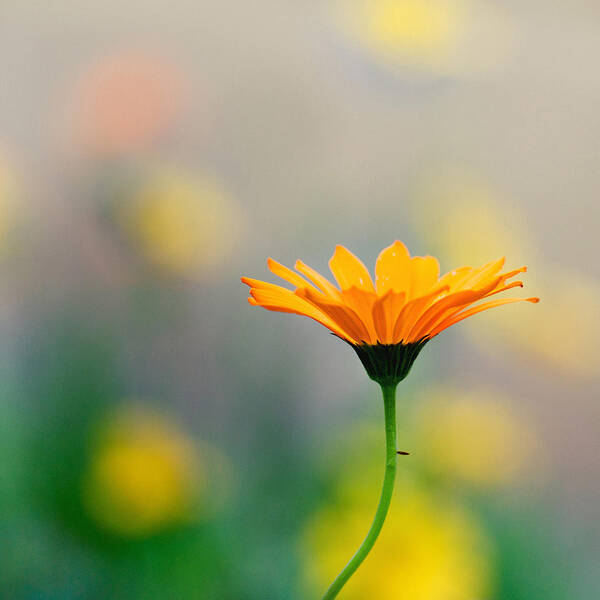 Wildflower Floral Yellow Tones Dof Bokeh Art Print featuring the photograph Simplicity by Joel Olives