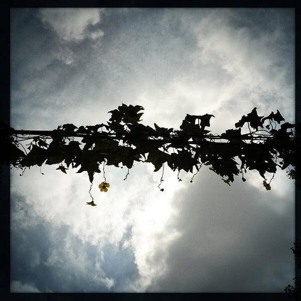 W40 Art Print featuring the photograph Sky Flowers #hipstamatic #jane #w40 by Wei Zhang