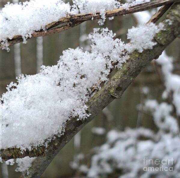 Snow Moon Snow Art Print featuring the photograph Snow Moon Snow by Padre Art