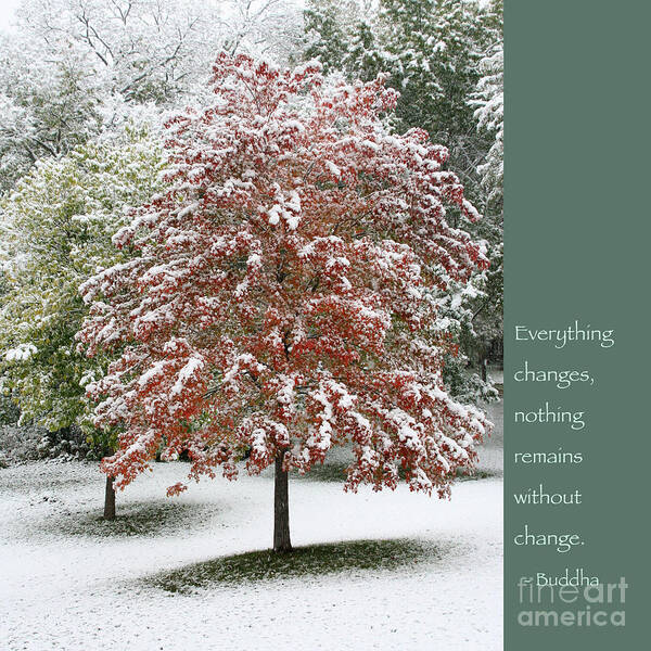 Buddha Art Print featuring the photograph Snowy Maple with Buddha Quote by Hermes Fine Art
