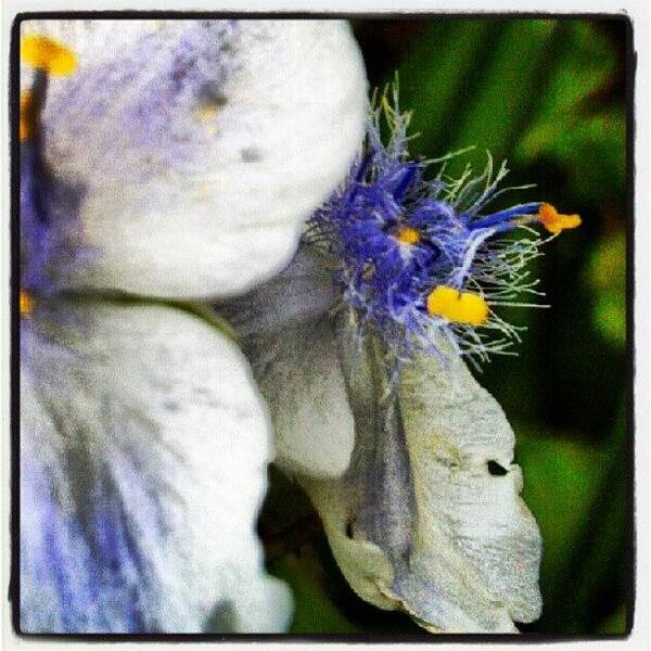 Beautiful Art Print featuring the photograph Spiderwort #flower #bloom #tradescantia by Carla From Central Va Usa